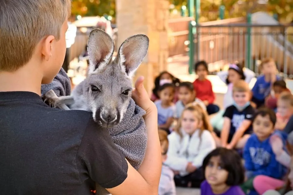 A young kangaroo is held up for a class of seated students to see.